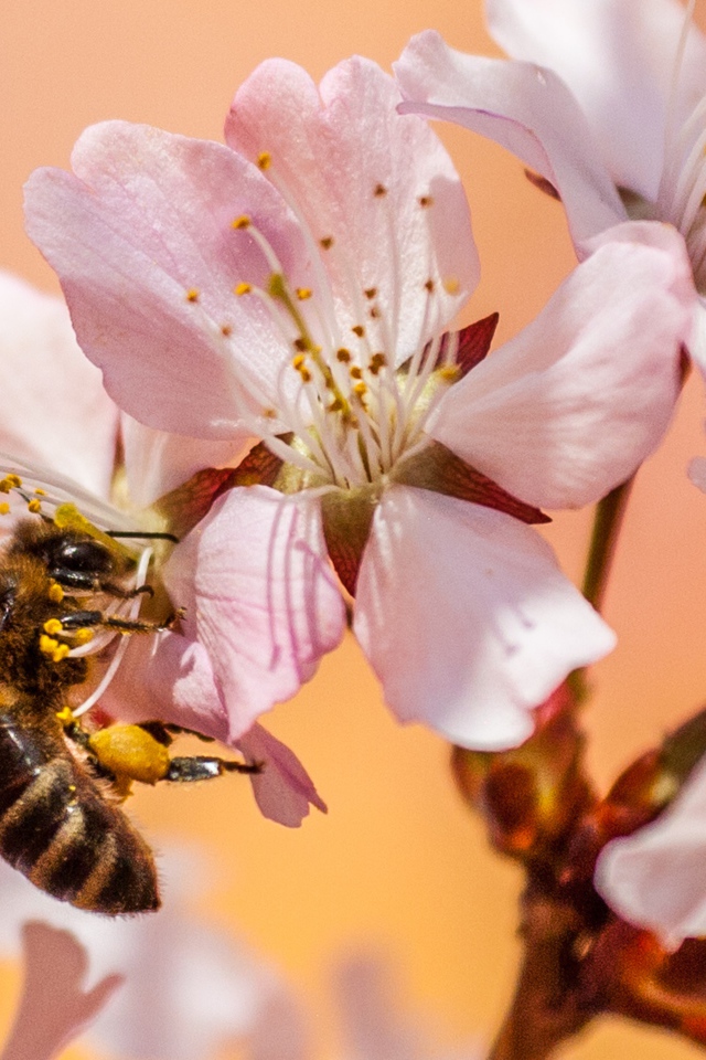 Розовые цветы с пчелой крупным планом 