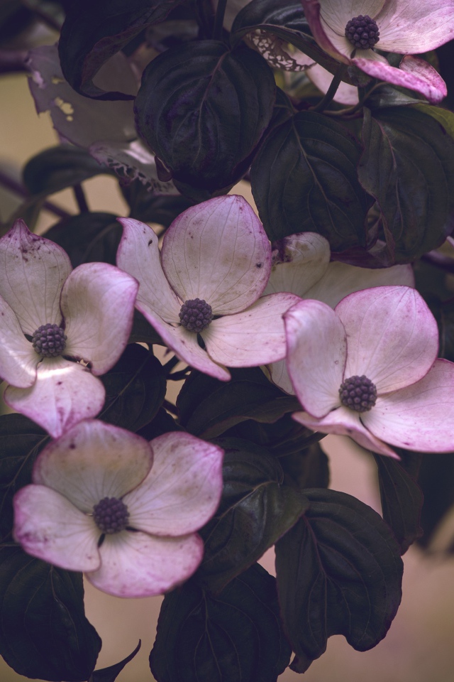 Розовые цветы с зелеными листьями на дереве 