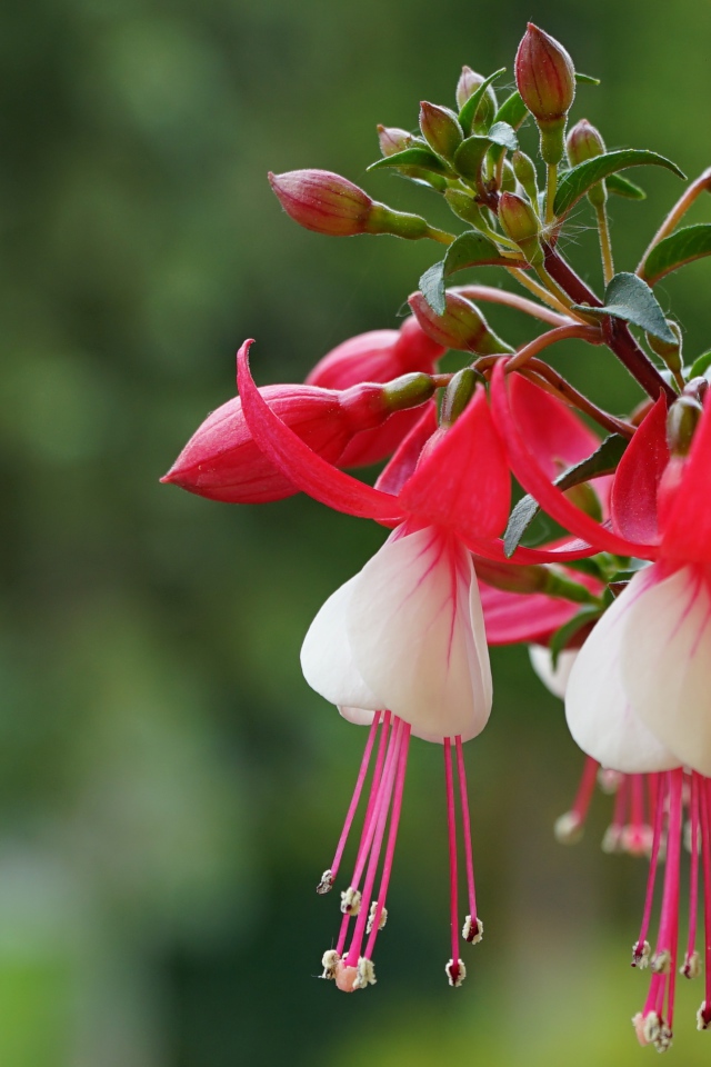 Розовые цветы фуксии с бутонами на ветке 