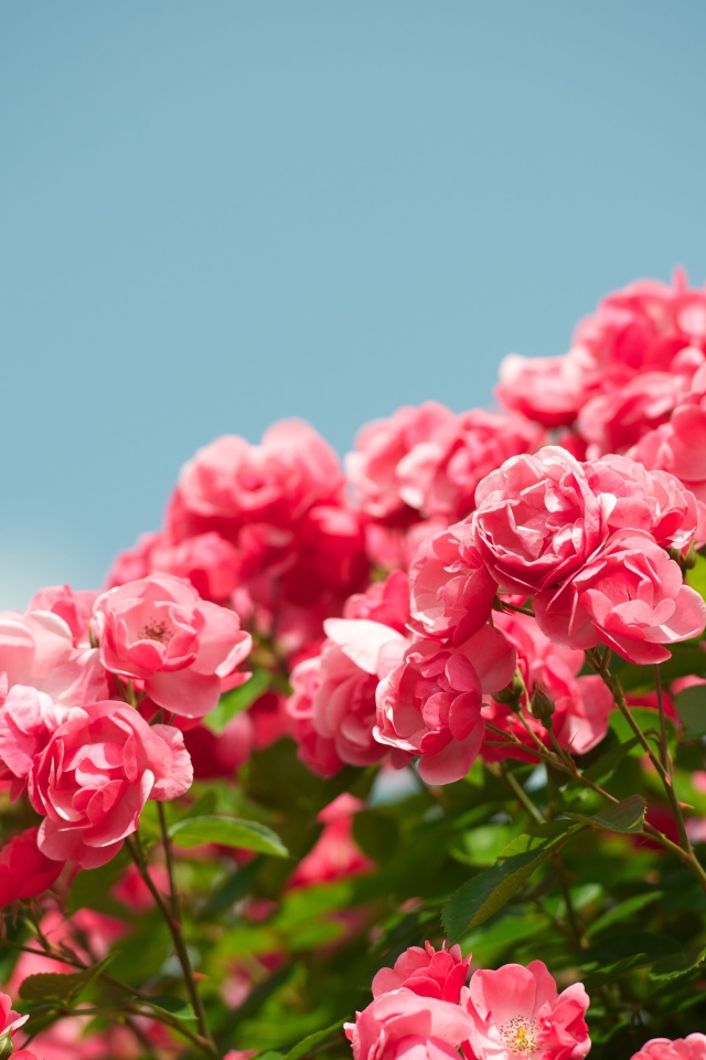 Розовые садовые цветы розы на фоне голубого неба 