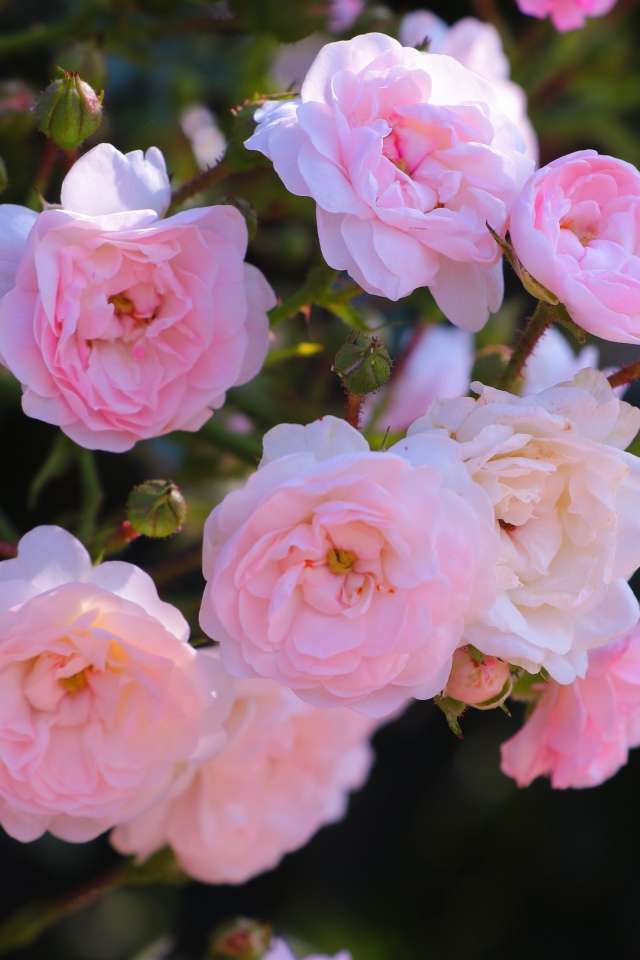 Розовые цветы садовой розы на клумбе 