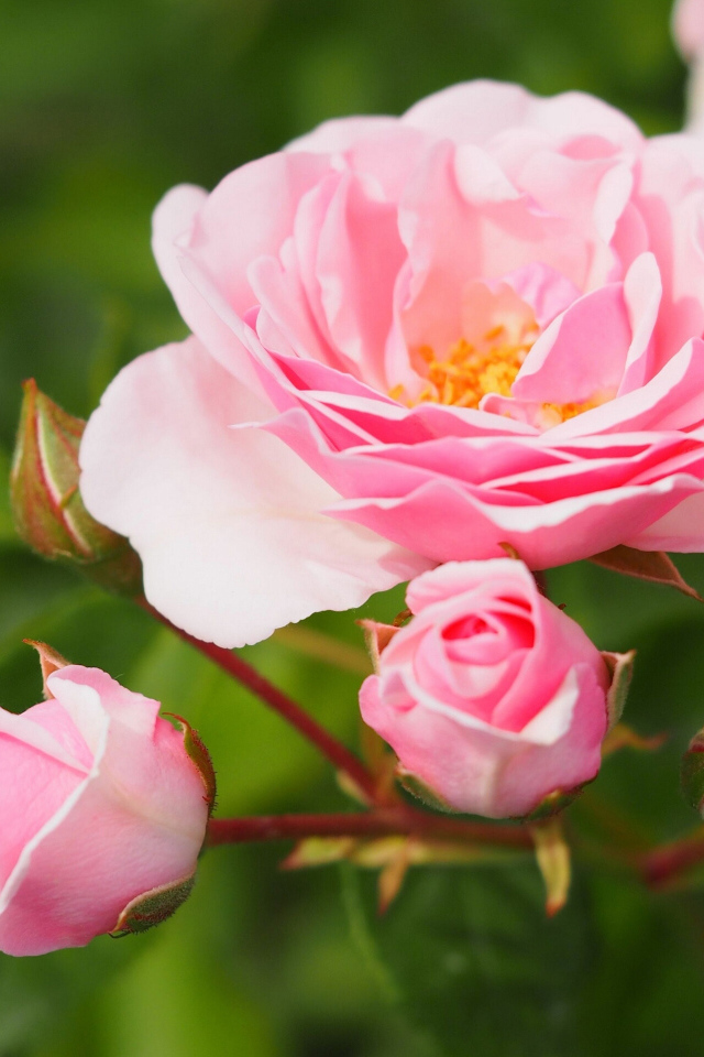 Розовая садовая роза с бутонами на клумбе