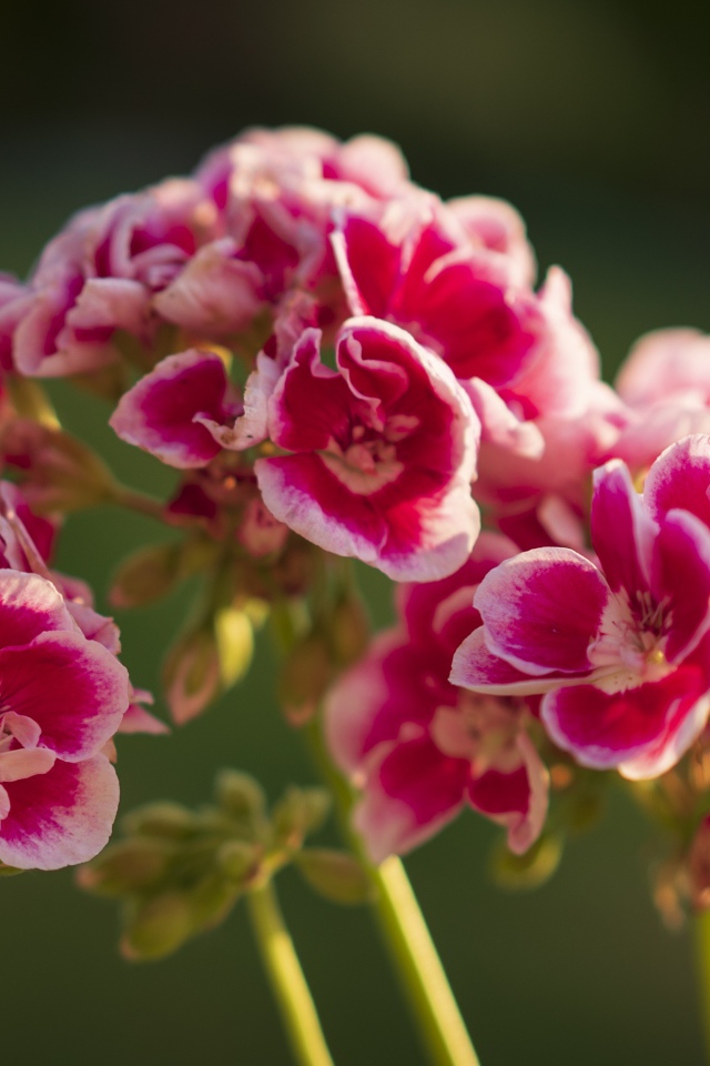 Розовые цветы герани в лучах солнца крупным планом