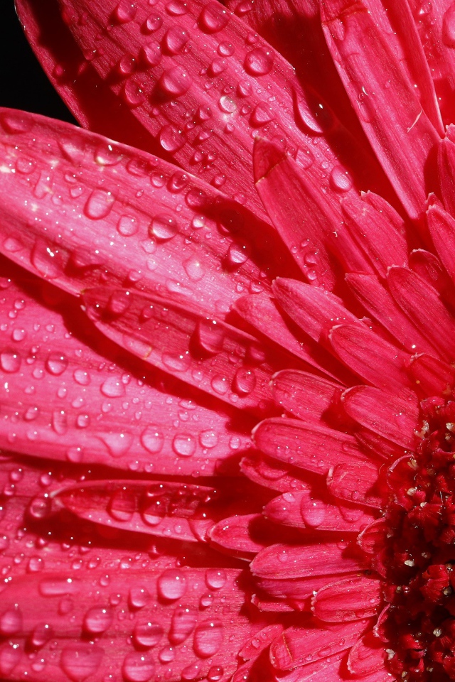 Розовый цветок герберы в каплях росы на черном фоне