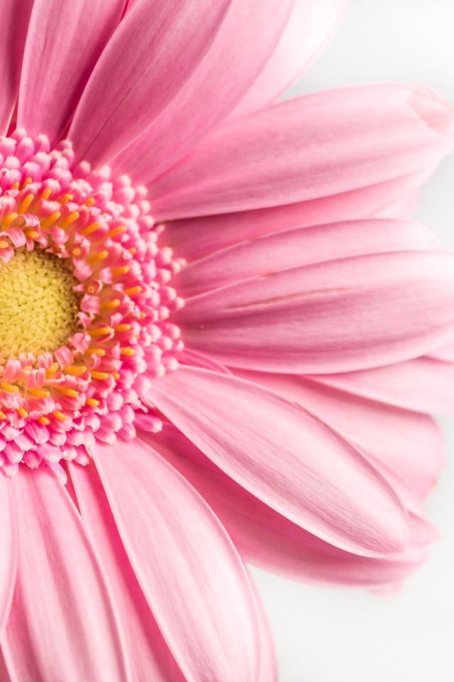 Розовый цветок герберы на белом фоне крупным планом