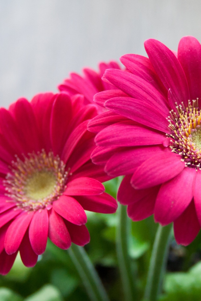 Розовые цветы герберы крупным планом