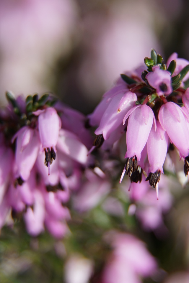 Розовые цветы вереск крупным планом