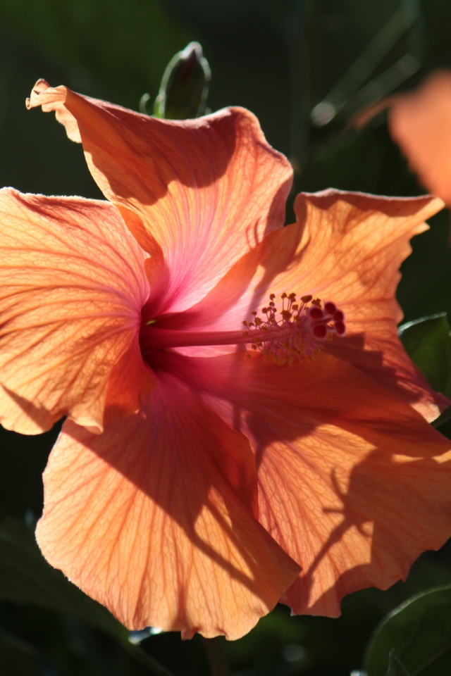 Розовый цветок гибискуса в лучах солнца на клумбе 