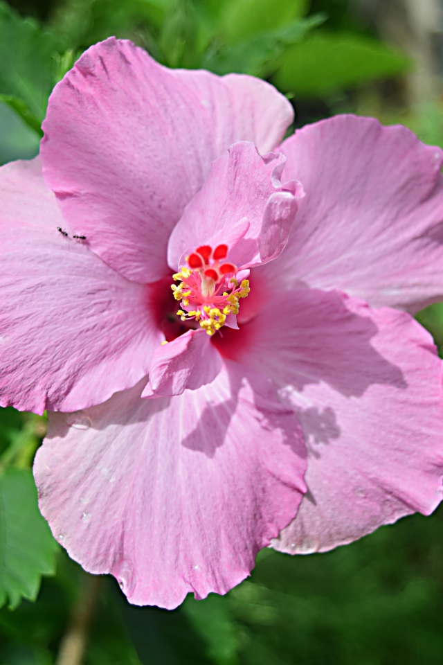 Розовый цветок гибискуса на клумбе крупным планом