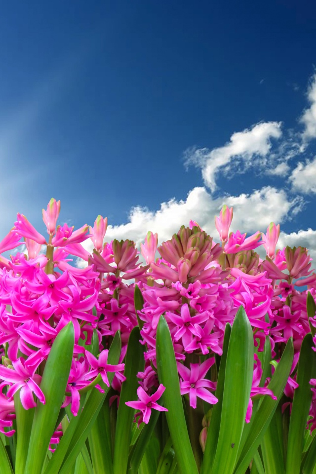 Розовые цветы гиацинта в лучах солнца в голубом небе 