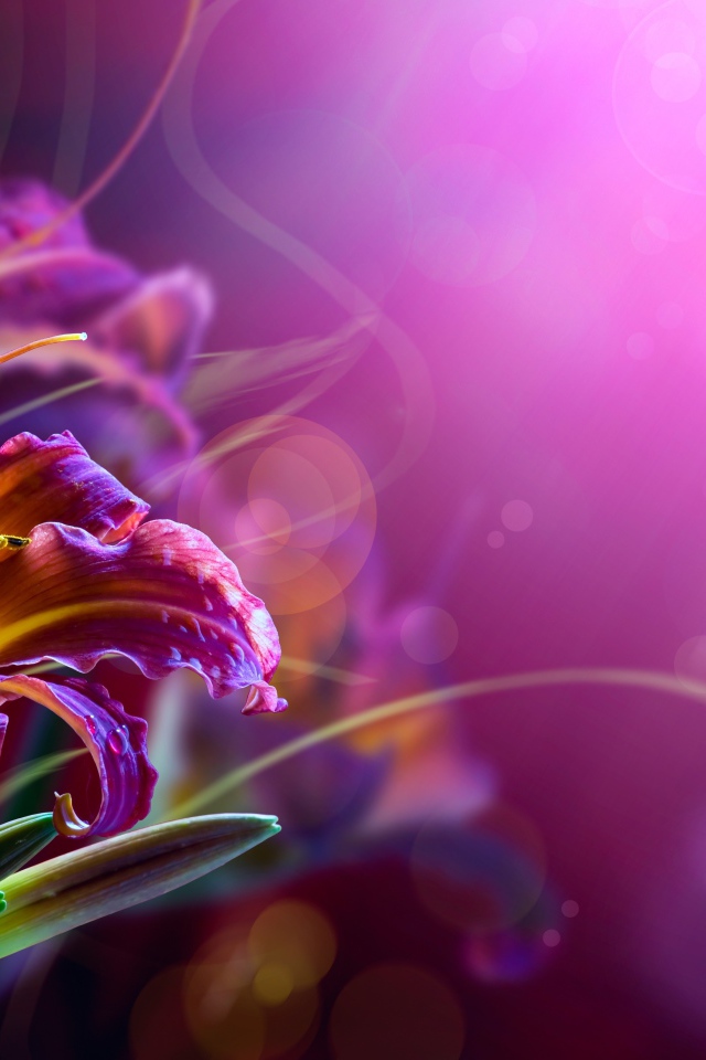 Розовые лилии на размытом фоне 