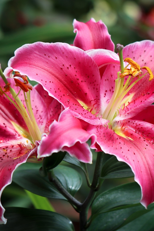 Розовые лилии на клумбе крупным планом 