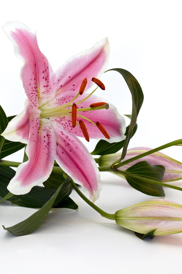 Розовая лилия с бутонами на белом фоне