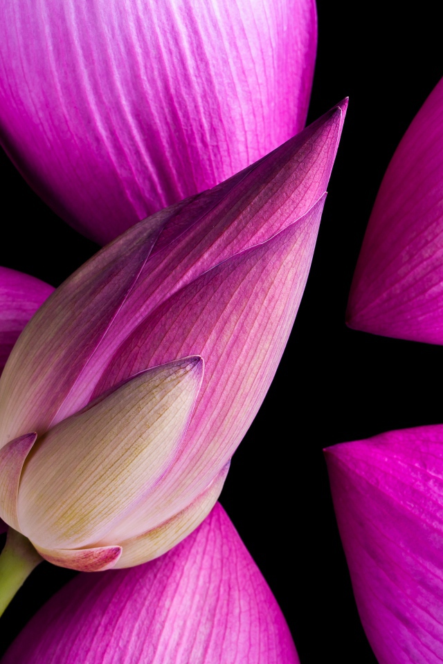 Розовые бутоны Лотоса на черном фоне