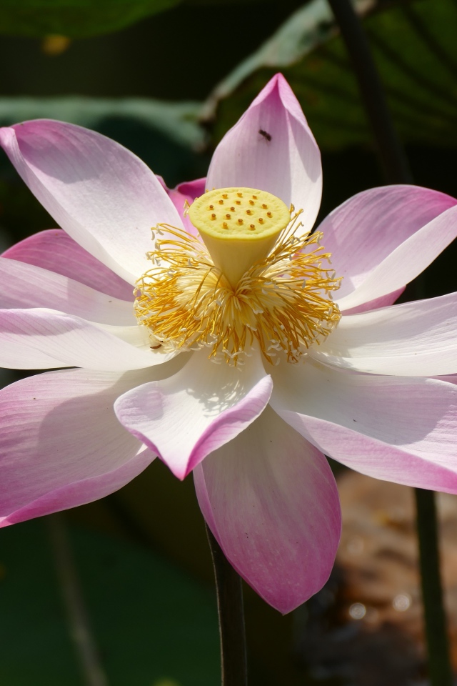 Розовый цветок лотоса распустился в пруду