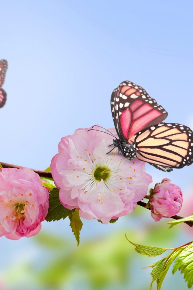 Розовые цветы луизеания на ветке с бабочками