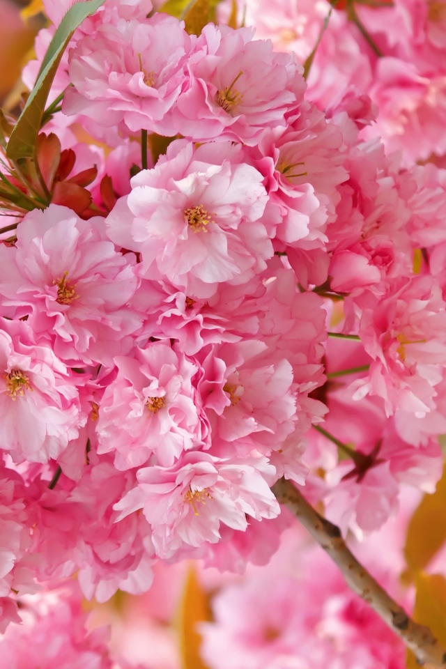 Розовые цветы луизеания на ветке с зелеными листьями