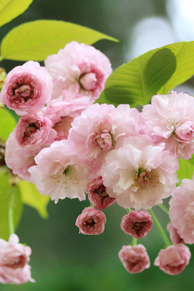 Розовые цветы луизеания с зелеными листьями на ветке 