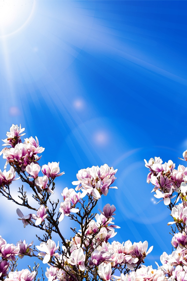 Розовые цветы магнолии на фоне голубого неба в лучах солнца 