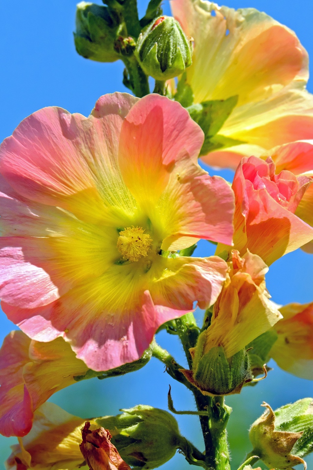 Розовые цветы мальвы на фоне голубого неба 