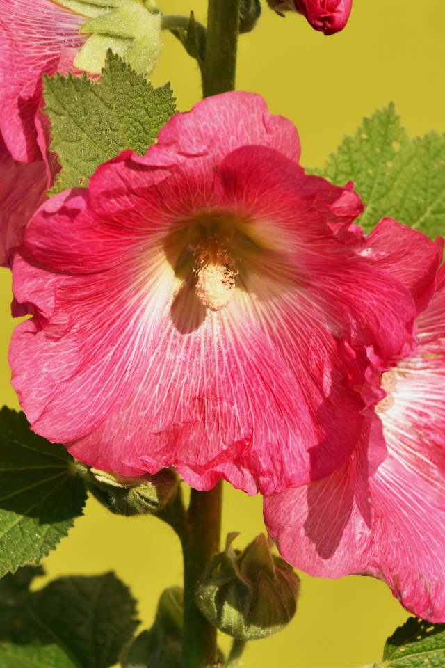 Розовые цветы мальва на желтом фоне