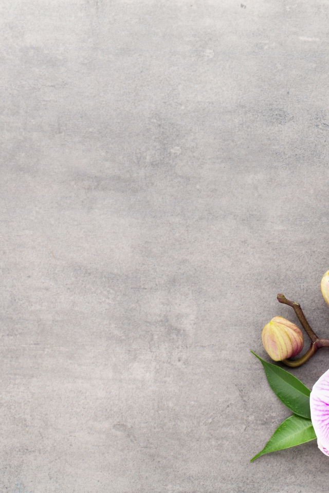 Розовый цветок орхидеи с бутонами на сером фоне