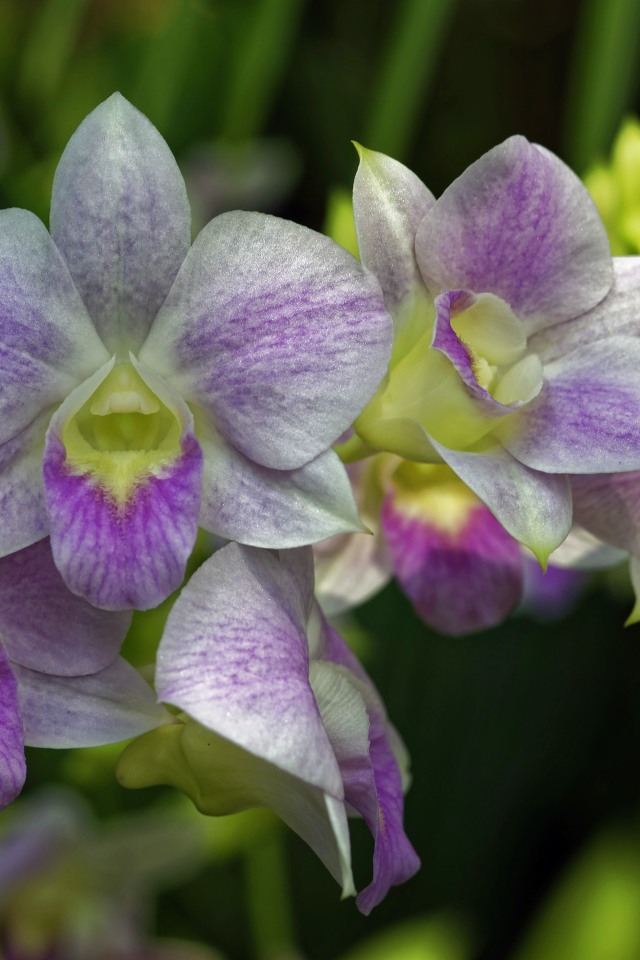 Розовые цветы орхидеи крупным планом