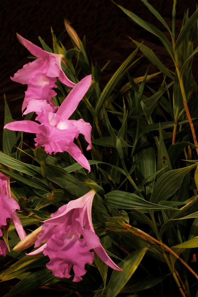 Розовые цветы орхидеи в зеленых листьях 