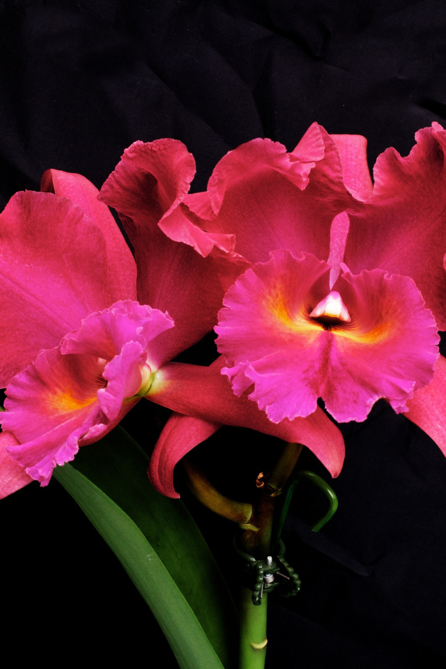 Розовые цветы орхидеи на черном фоне
