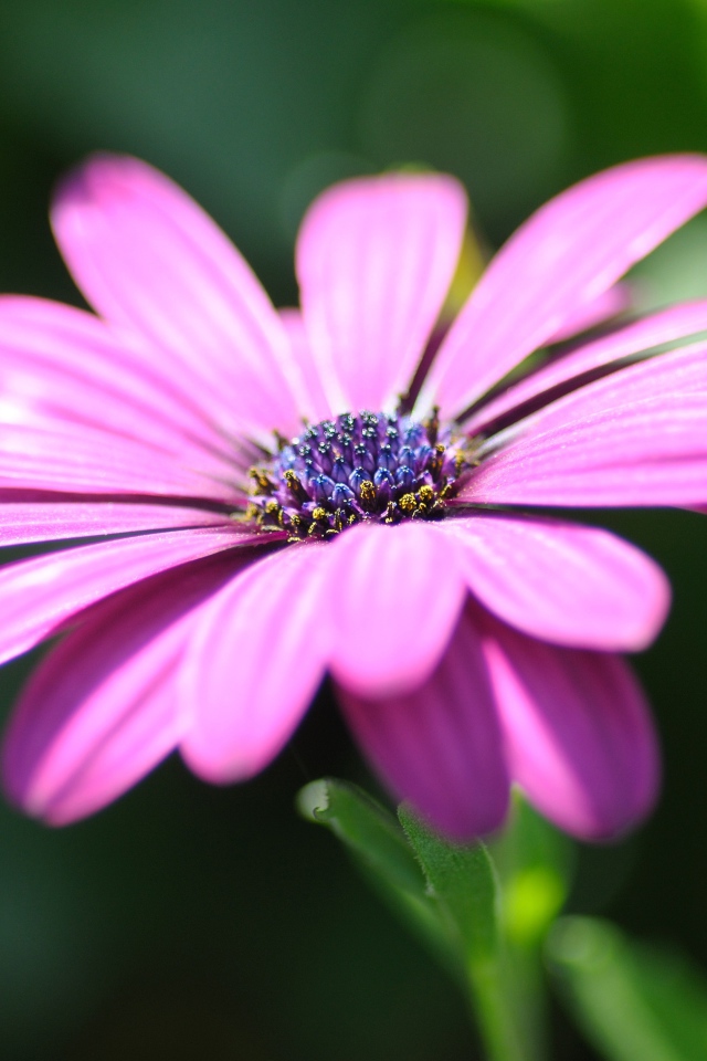 Розовый цветок остеоспермум крупным планом