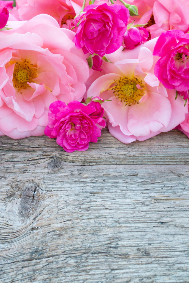 Розовые цветы парковой розы на деревянном столе 