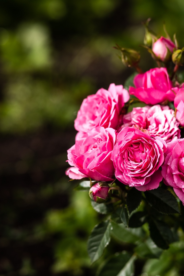 Розовые парковые розы с бутонами на клумбе 