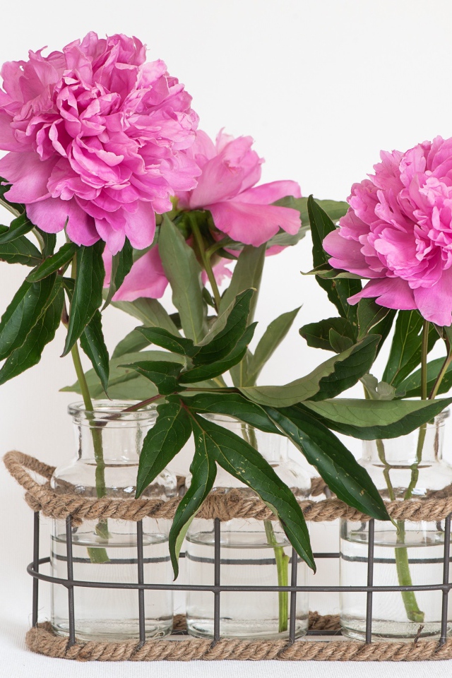 Розовые пионы в вазах на белом фоне
