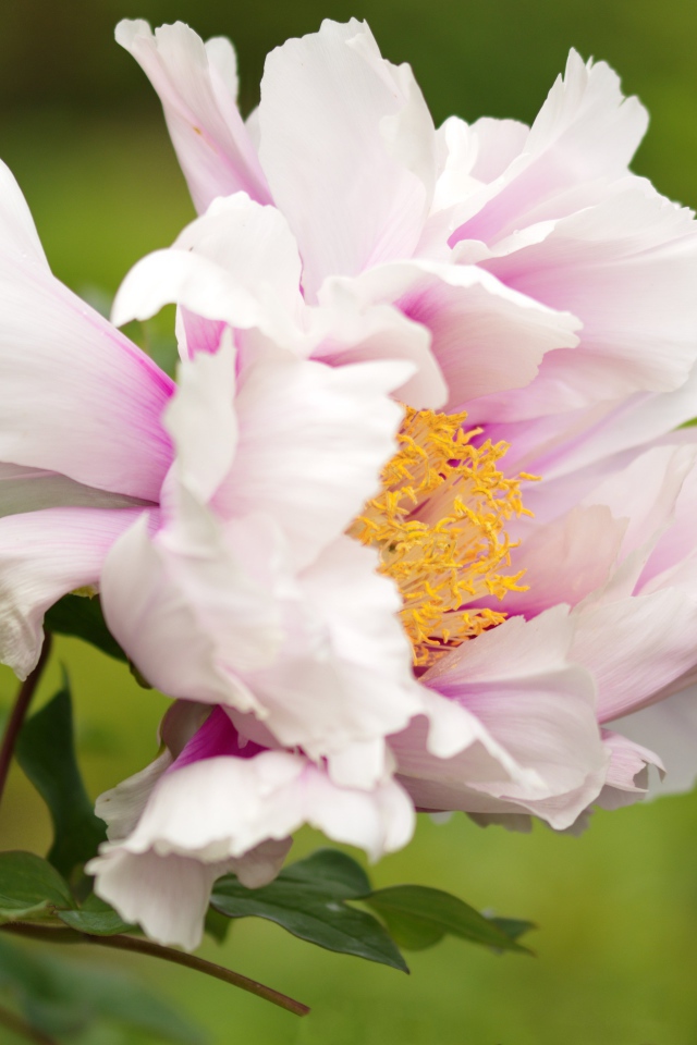 Розовый пион на зеленом фоне