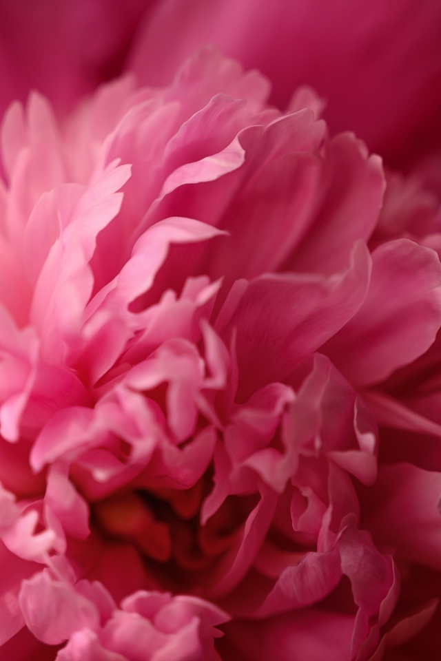 Розовый пион с божьей коровкой крупным планом