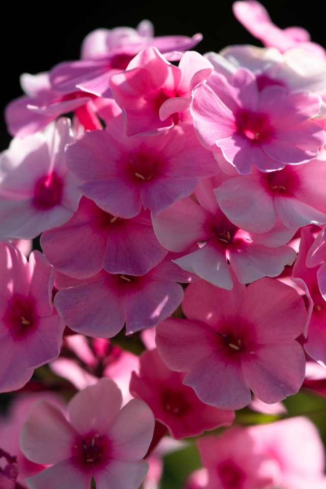 Розовый цветок флоксы в лучах солнца 