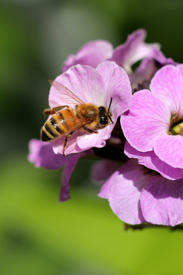Розовый цветок флокса с пчелой 