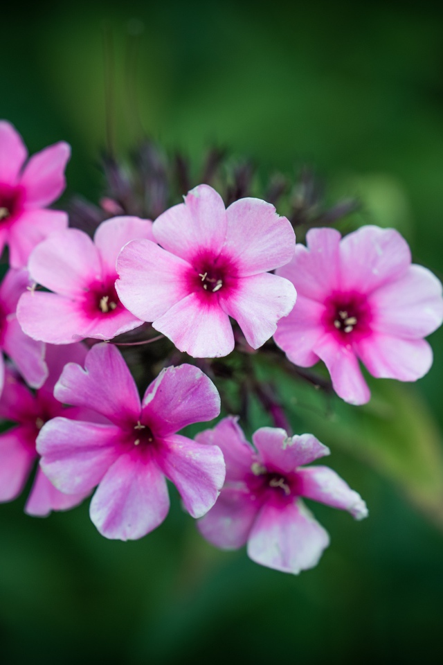 Розовые цветы флокса крупным планом 