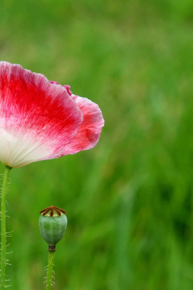 Розовый цветок мака с бутоном на зеленом фоне