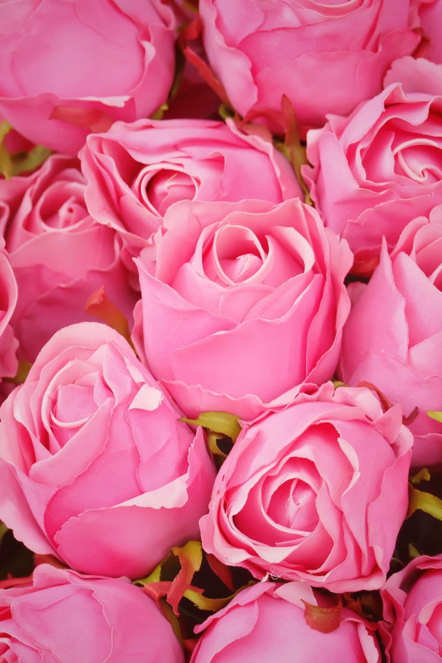 Бутоны розовой розы крупным планом 