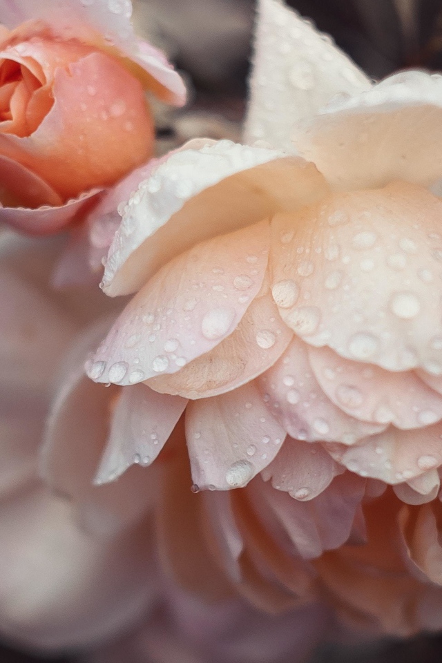 Розовые цветы розы в каплях дождя 