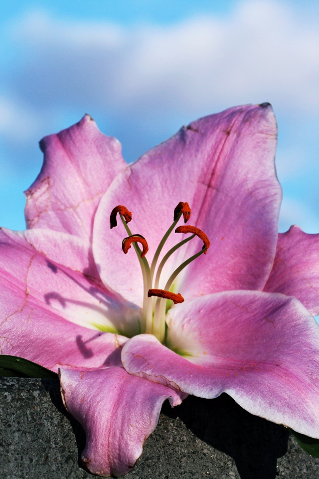 Розовая роза лежит на камне на фоне неба