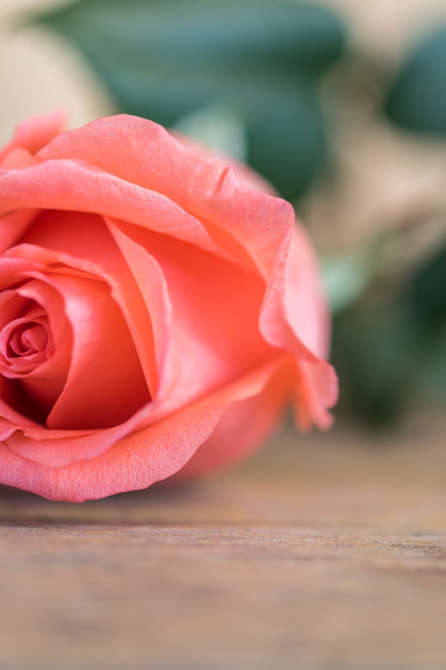 Розовая роза  лежит на деревянном столе 