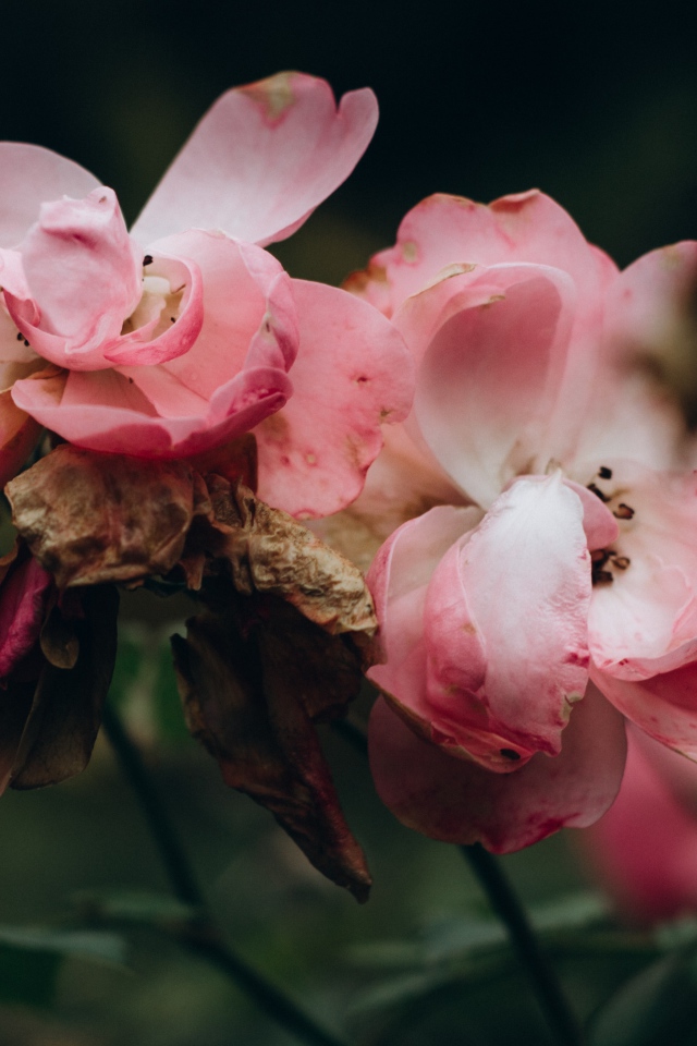 Лепестки розовой розы опадают на землю 