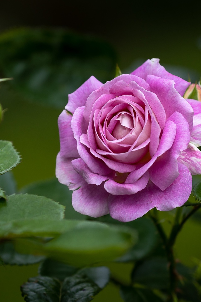 Розовая роза с бутонами и зелеными листьями на клумбе 