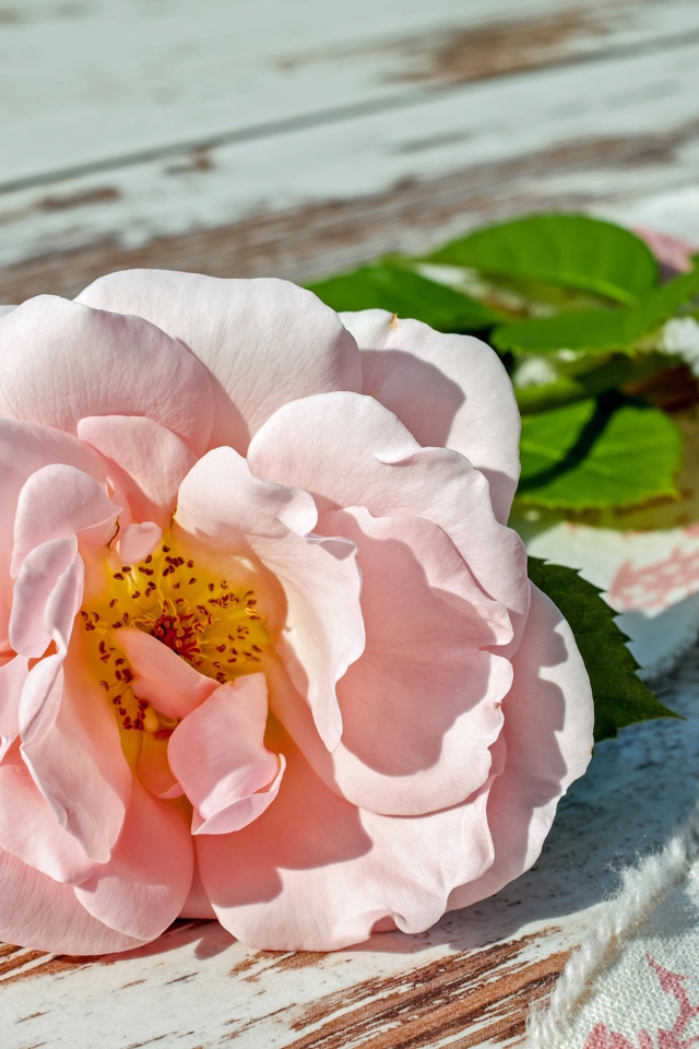 Розовая роза с зелеными лепестками на деревянной лавке