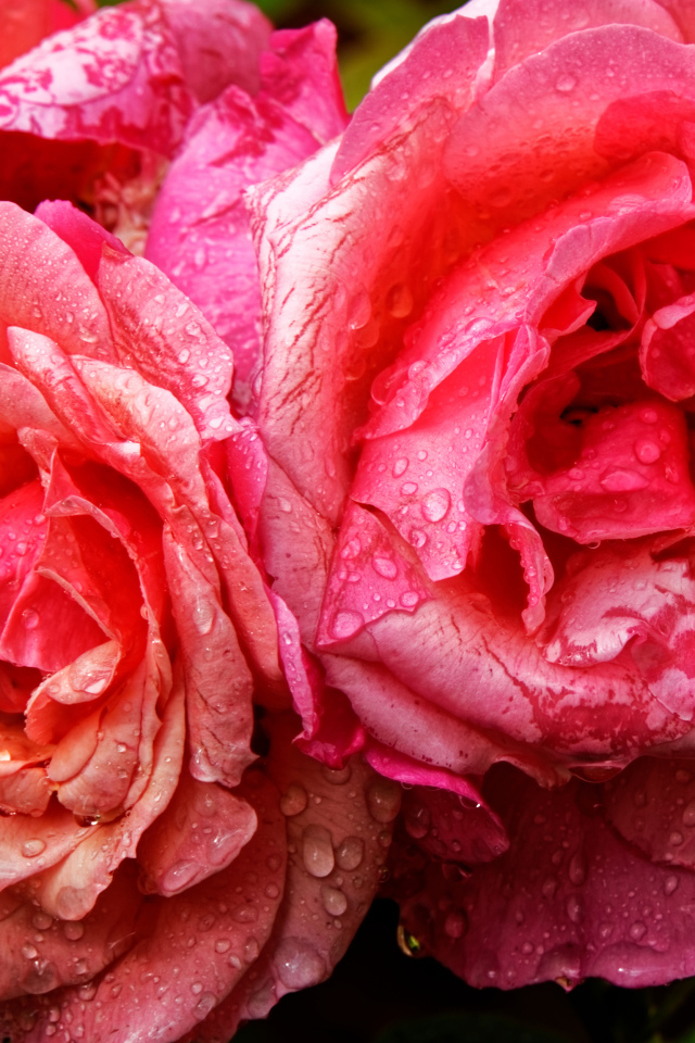 Розовые розы в каплях дождя крупным планом