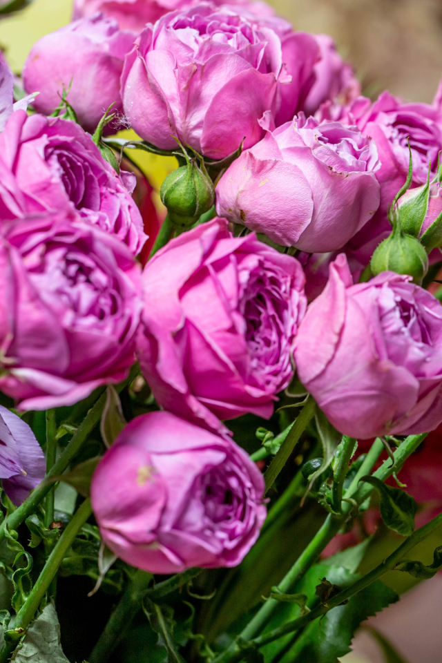 Розовые розы с бутонами в букете с цветами альстромерии