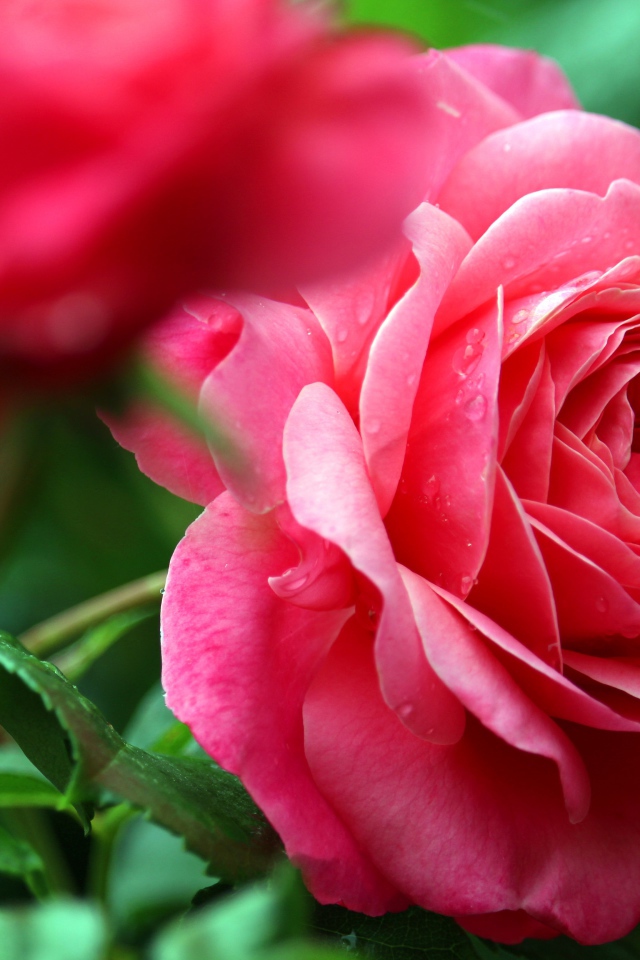 Розовые розы с каплями росы крупным планом