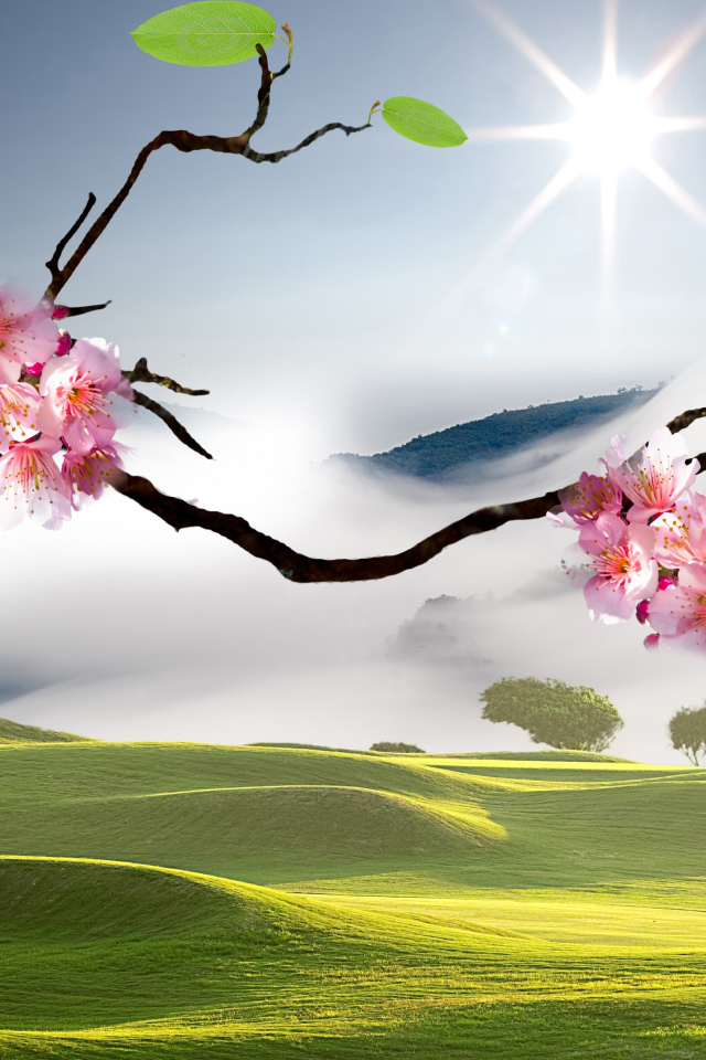 Розовые цветы сакуры на ветке в лучах яркого солнца